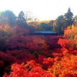 東福寺の紅葉の時期や見ごろ、混雑回避は開門を狙え！